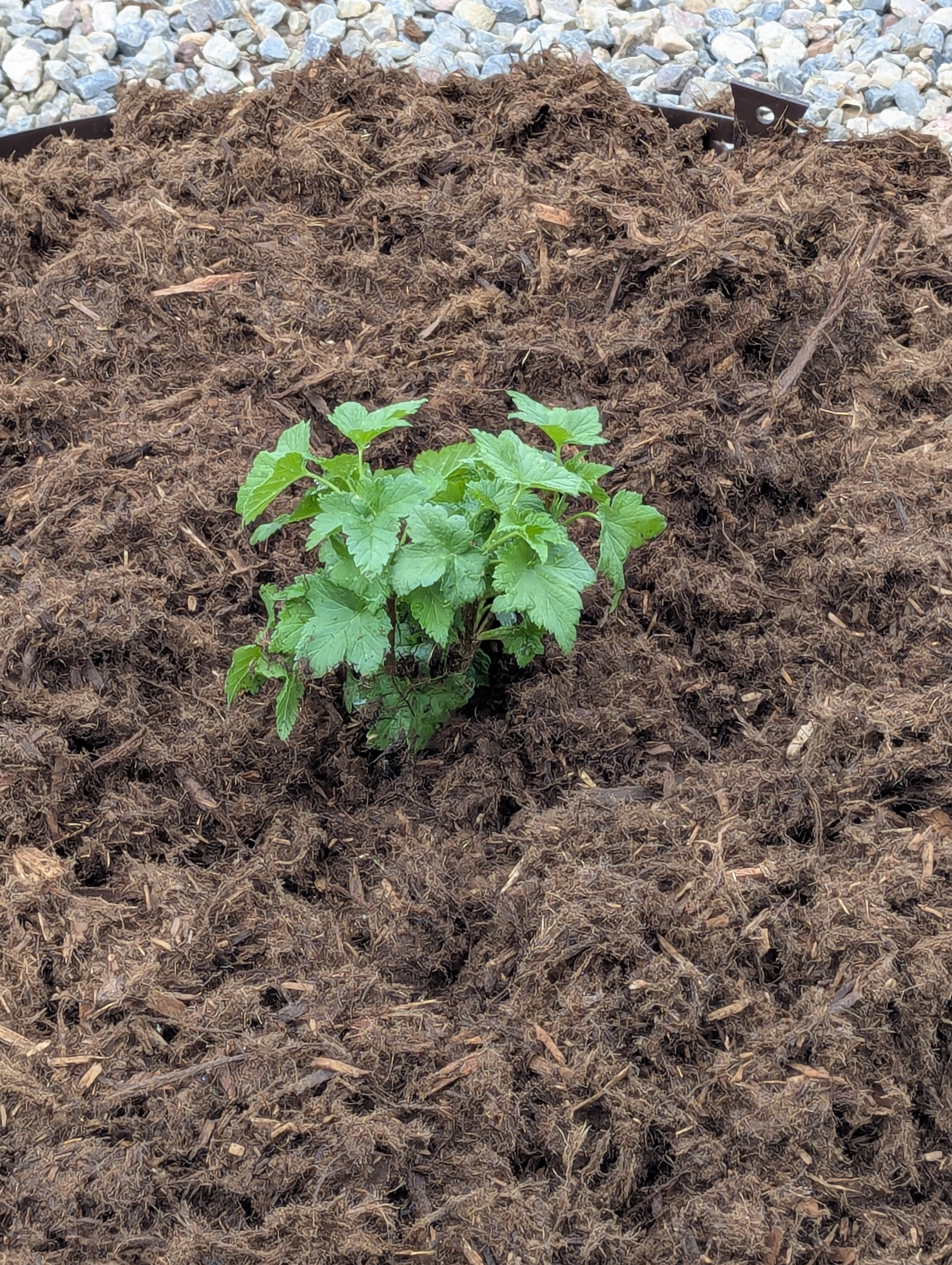 Garden, Flowers, Morrison, Colorado